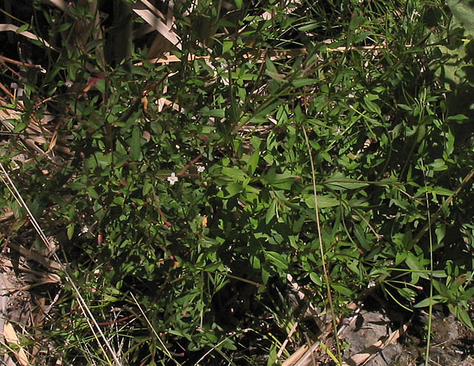 Detailed Picture 5 of Willow-herb