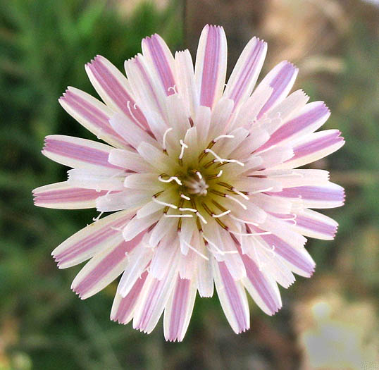 Detailed Picture 1 of Cliff Aster