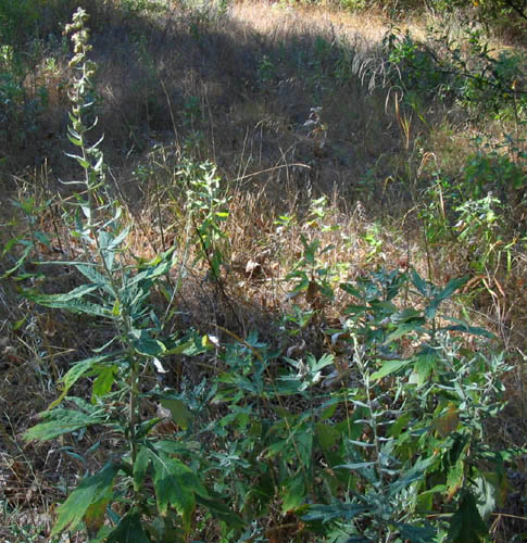Detailed Picture 5 of California Mugwort