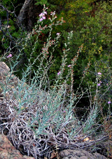 Detailed Picture 4 of Tejon Milk-aster