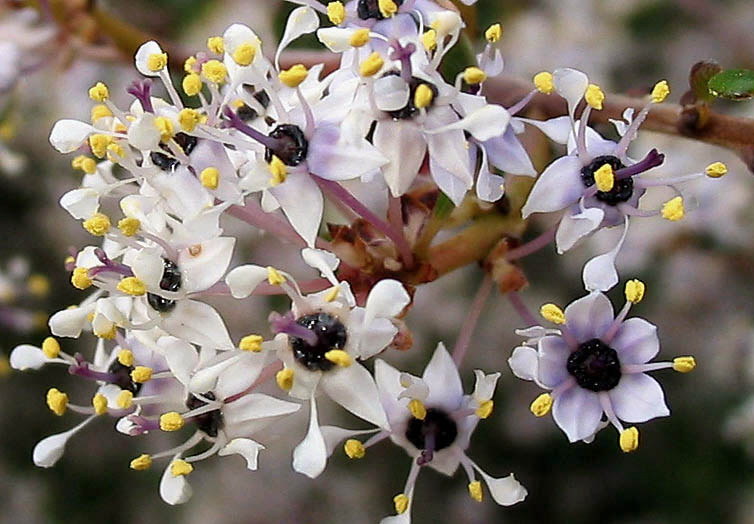 Detailed Picture 3 of Bigpod Ceanothus