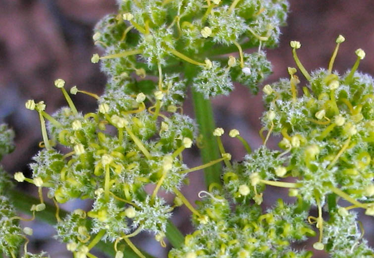 Detailed Picture 2 of Woolly Lomatium