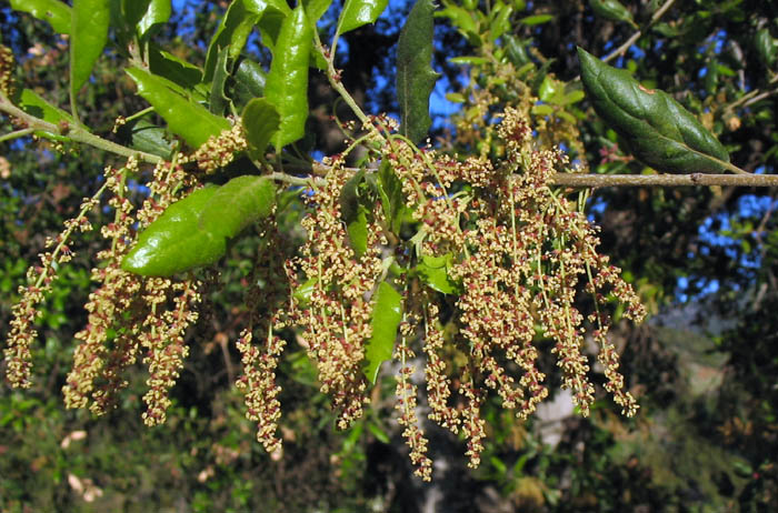 Detailed Picture 1 of Coast Live Oak