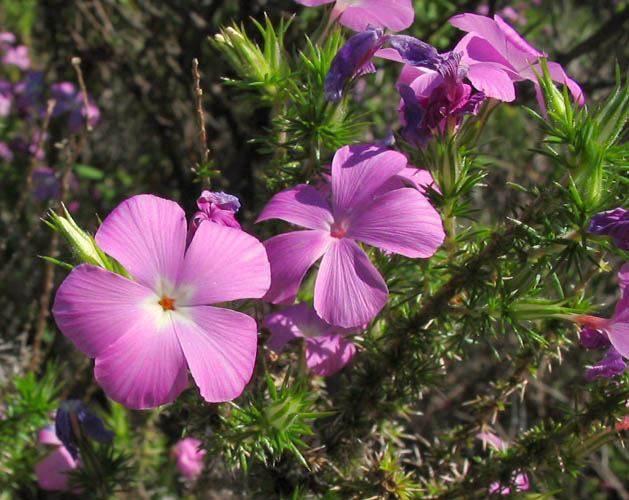 Detailed Picture 1 of Prickly Phlox