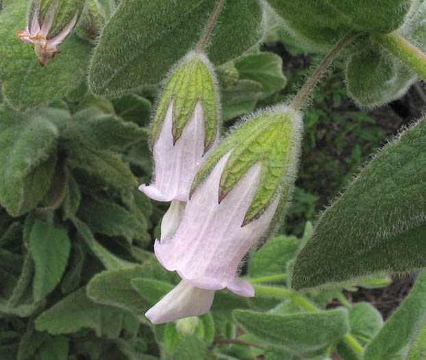 Detailed Picture 1 of Pitcher Sage