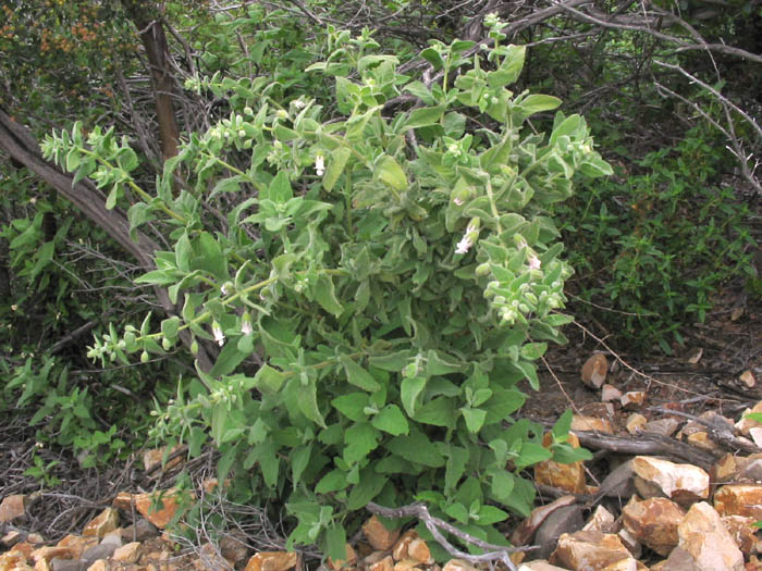 Detailed Picture 5 of Pitcher Sage