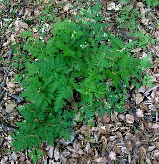 Detailed Picture 3 of Sweet Cicely