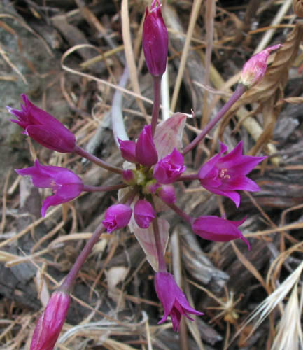 Detailed Picture 4 of Peninsular Onion