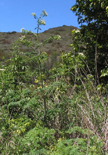 Detailed Picture 5 of Poison Hemlock