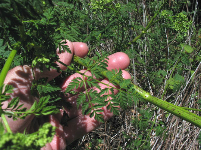 Detailed Picture 6 of Poison Hemlock