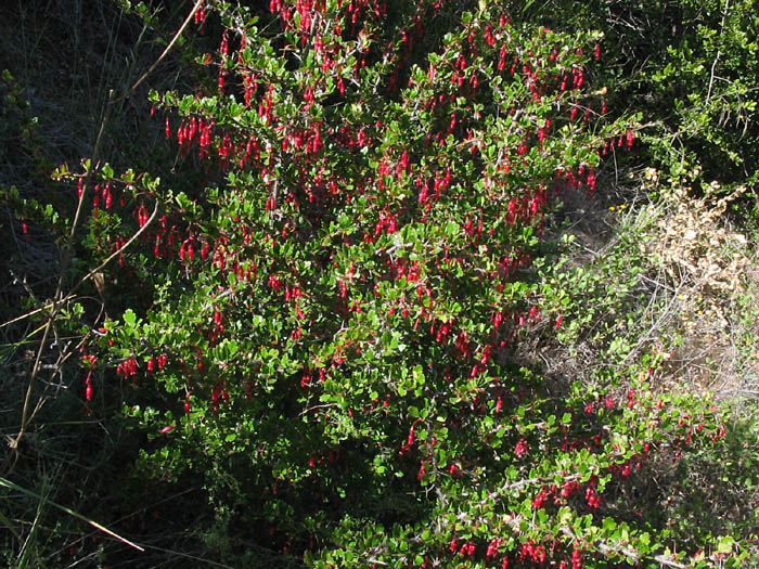 Detailed Picture 5 of Fuchsia-flowered Gooseberry