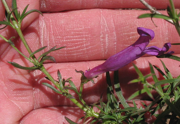 Detailed Picture 6 of Foothill Penstemon