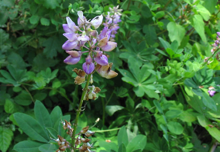 Detailed Picture 6 of Broad-leaved Lupine