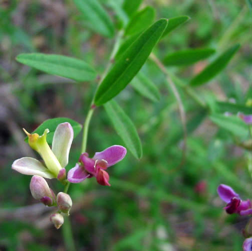 Detailed Picture 3 of Fish's Milkwort