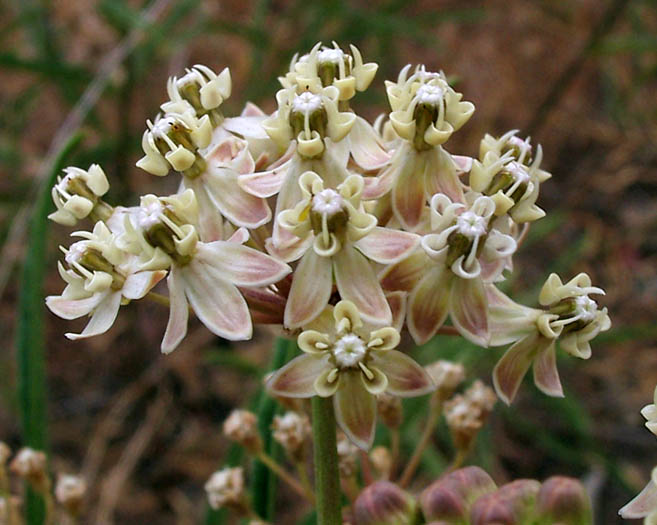 Detailed Picture 4 of Narrow-leaved Milkweed