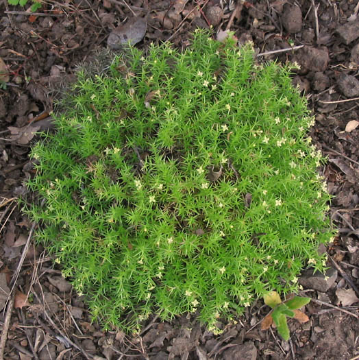 Detailed Picture 4 of Phlox-leaved Bedstraw