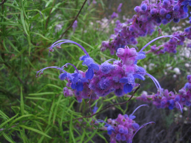 Detailed Picture 4 of Woolly Blue-curls