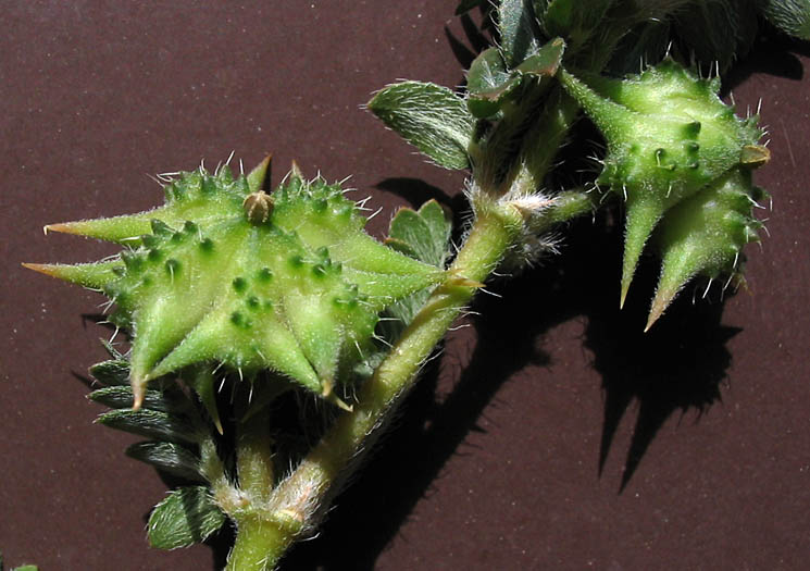 Detailed Picture 6 of Puncture Vine