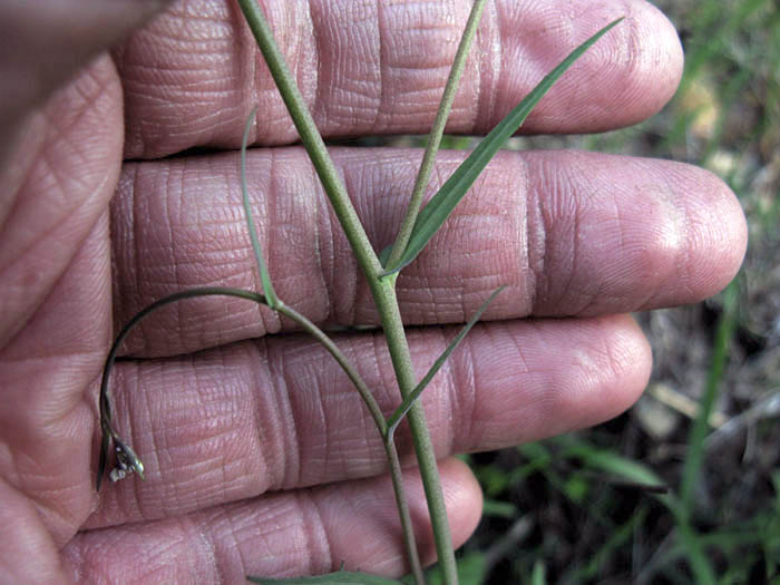 Detailed Picture 6 of Narrow-leaved Fringe-pod