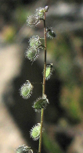 Detailed Picture 6 of Dwarf Athysanus