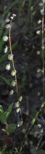 Detailed Picture 7 of Dwarf Athysanus