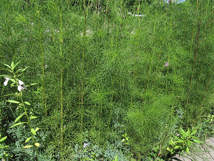 Detailed Picture 7 of Garden Cosmos