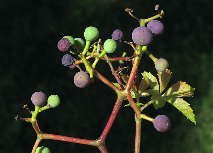 Detailed Picture 7 of Thicket Creeper