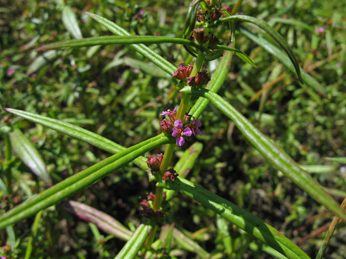 Detailed Picture 3 of Long-leaved Ammania