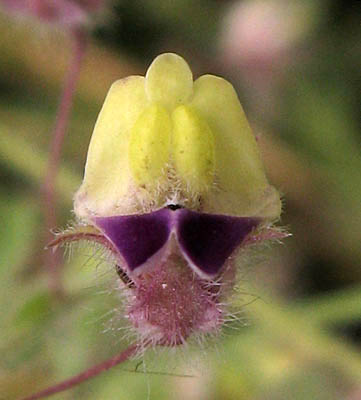 Detailed Picture 1 of Fluellin