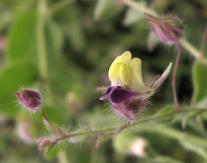 Detailed Picture 3 of Fluellin