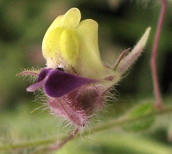 Detailed Picture 2 of Fluellin