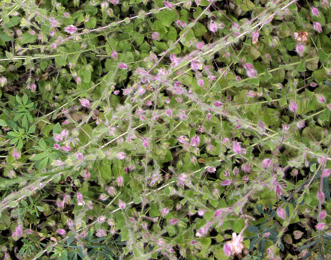 Detailed Picture 6 of Fluellin