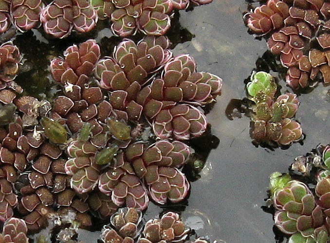 Detailed Picture 1 of Water Fern