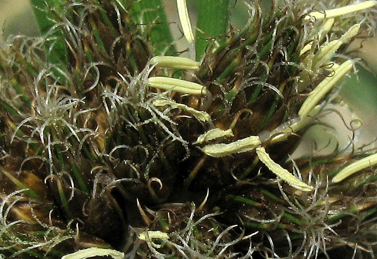 Detailed Picture 3 of Cosmopolitan Bulrush