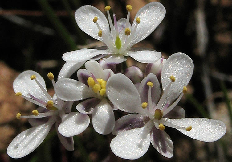 Detailed Picture 1 of Santa Cruz Island Fringepod