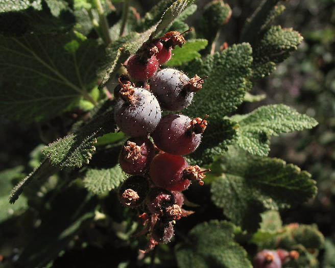 Detailed Picture 6 of Chaparral Currant