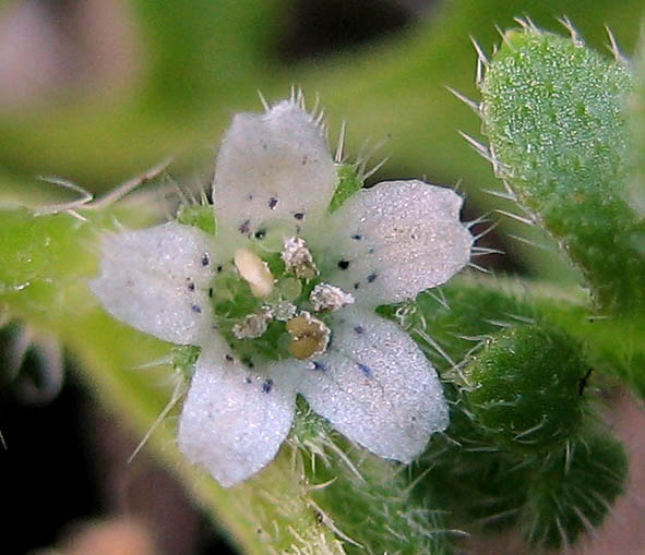 Detailed Picture 1 of Meadow Nemophila