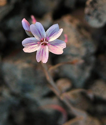Detailed Picture 7 of Coast Range Claytonia