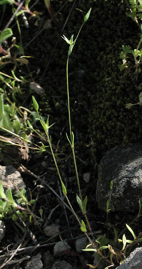 Detailed Picture 3 of Shiny Chickweed