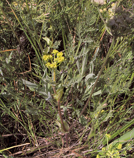 Detailed Picture 4 of Hog Fennel