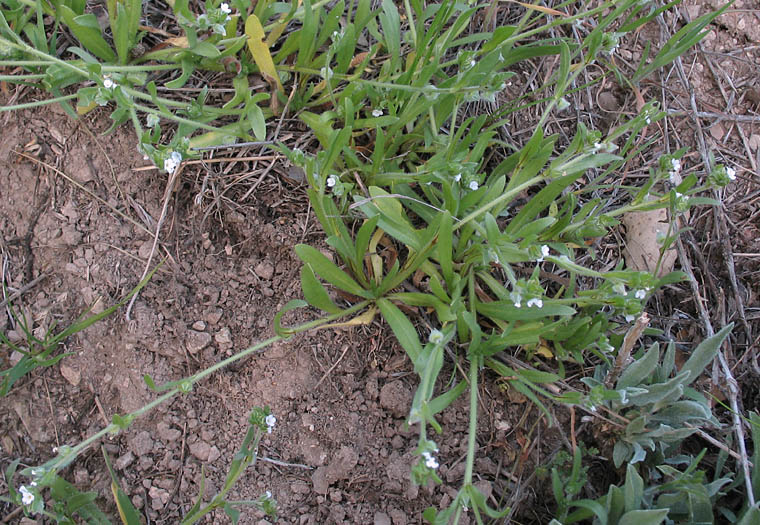 Detailed Picture 4 of Valley Popcorn Flower