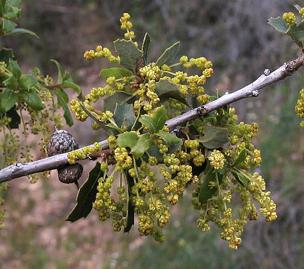 Detailed Picture 2 of Scrub Oak