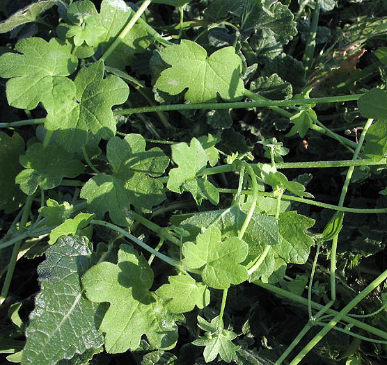 Detailed Picture 4 of Hoary Bowlesia