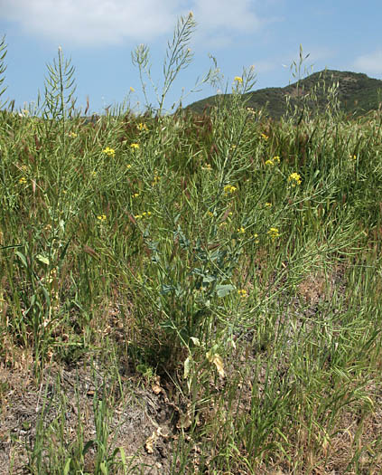 Detailed Picture 6 of Field Mustard