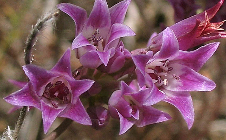 Detailed Picture 2 of Peninsular Onion