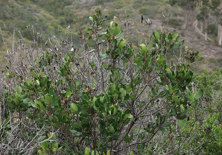 Detailed Picture 4 of Mission Manzanita