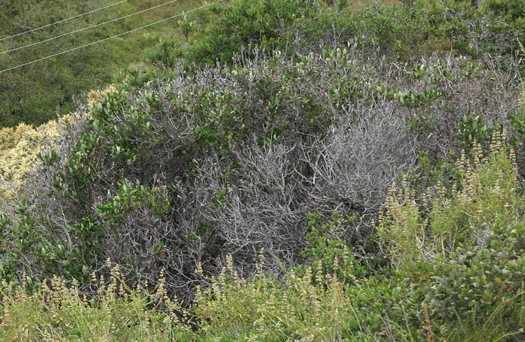 Detailed Picture 5 of Mission Manzanita