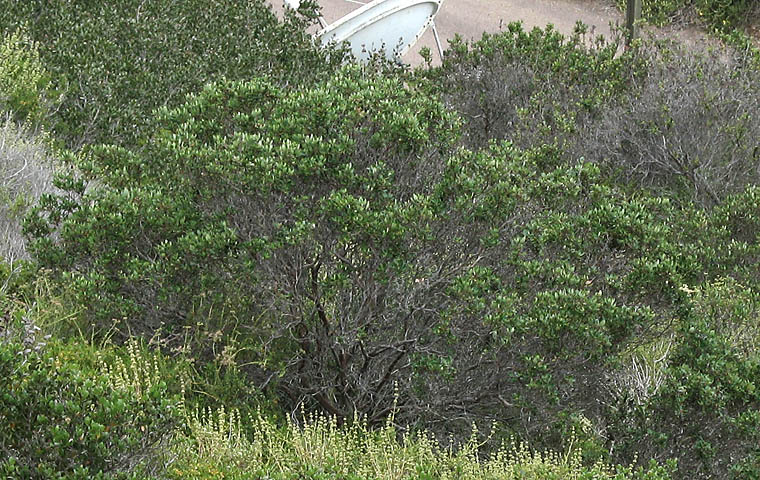 Detailed Picture 6 of Mission Manzanita
