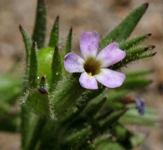 Detailed Picture 1 of Slender Phlox