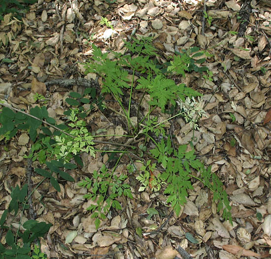 Detailed Picture 4 of Sweet Cicely